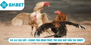 Đá gà cựa sắt khám phá hình thức thi đấu hấp dẫn tại SHBET